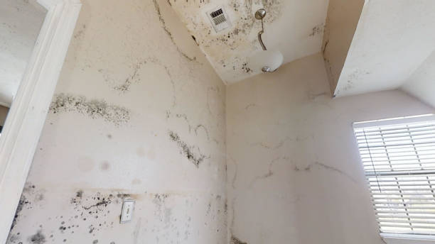 Best Attic Mold Removal  in Gallup, NM
