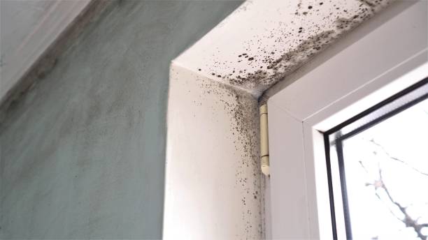 Best Biohazard Mold Removal  in Gallup, NM