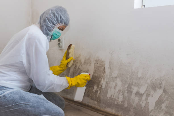 Biohazard Mold Removal in Gallup, NM