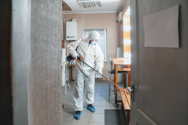 Best Mold Damage Restoration  in Gallup, NM