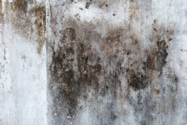 Best Real Estate Mold Inspection  in Gallup, NM