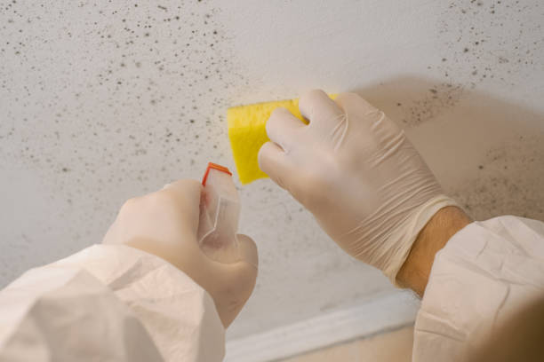 Best Mold Prevention Services  in Gallup, NM