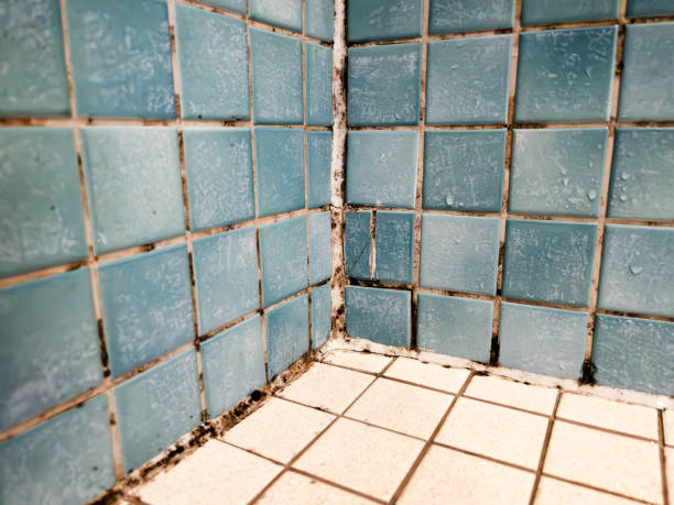 Best Black Mold Removal  in Gallup, NM