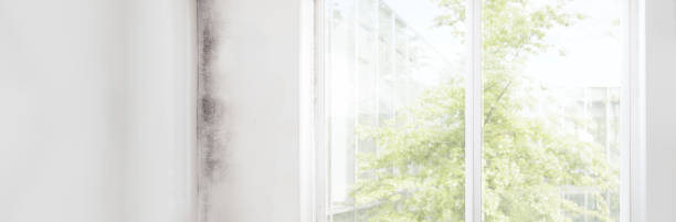 Best Mold-Related Health Consultation  in Gallup, NM