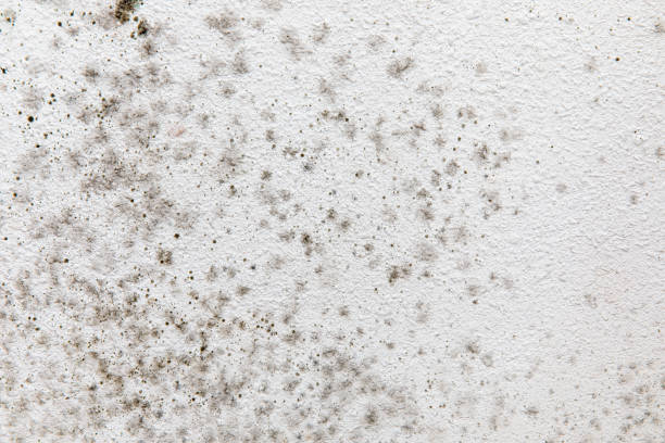 Best Industrial Mold Remediation  in Gallup, NM
